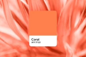 What is coral color? 3 coral color