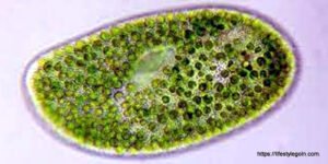 Chlorella: An In-Depth Exploration of a Green Superfood 4 Chlorella 3