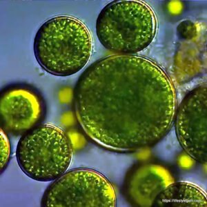 Chlorella: An In-Depth Exploration of a Green Superfood 7 Chlorella Microalgae