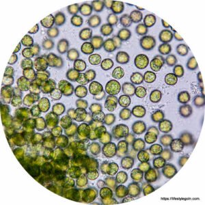 Chlorella: An In-Depth Exploration of a Green Superfood 6 Chlorella vulgaris 2
