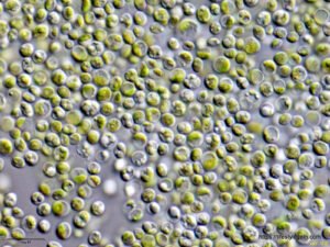 Chlorella: An In-Depth Exploration of a Green Superfood 2 Chlorella vulgaris