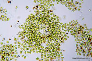 Chlorella: An In-Depth Exploration of a Green Superfood 5 Chlorella vulgaris 4