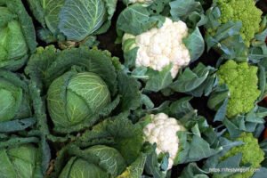Cruciferous Vegetables: Nutritional Powerhouses and Their Impact on Health 11 Cruciferous Vegetables 11