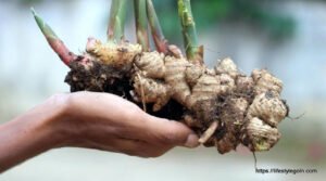 Ginger: A Versatile Spice with Medicinal and Culinary Significance 4 Grow Ginger