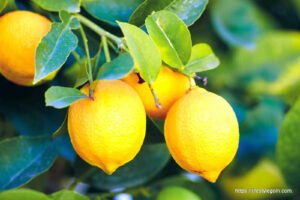 Lemon: The Zesty Citrus Fruit with Numerous Health Benefits and Culinary Uses 8 Lemon 3