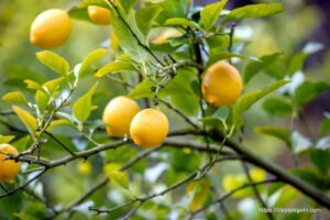 10 Superfoods That Help You Detoxify Your Body: A Comprehensive Guide 7 Lemon 7