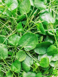 Watercress: The Nutrient-Dense Superfood and Its Health Benefits 4 Watercress 1