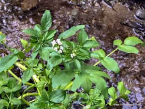 Watercress: The Nutrient-Dense Superfood and Its Health Benefits 6 Watercress 10