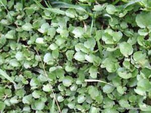 Watercress: The Nutrient-Dense Superfood and Its Health Benefits 3 Watercress 3